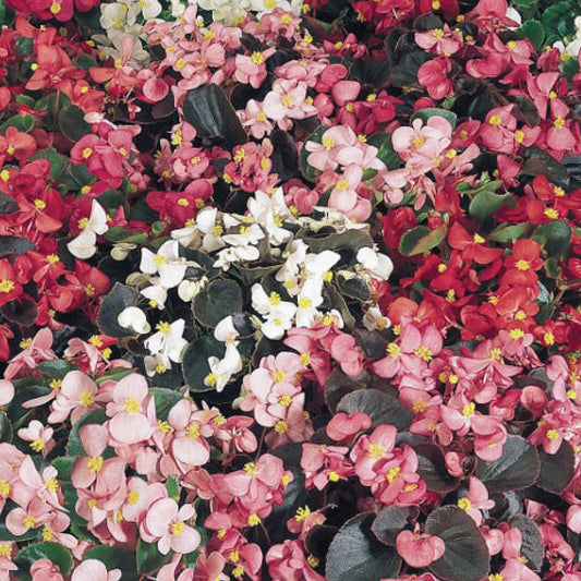 Begonia 'Sunshine Carpet'