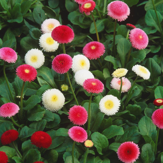 Bellis 'Tasso' Mixed