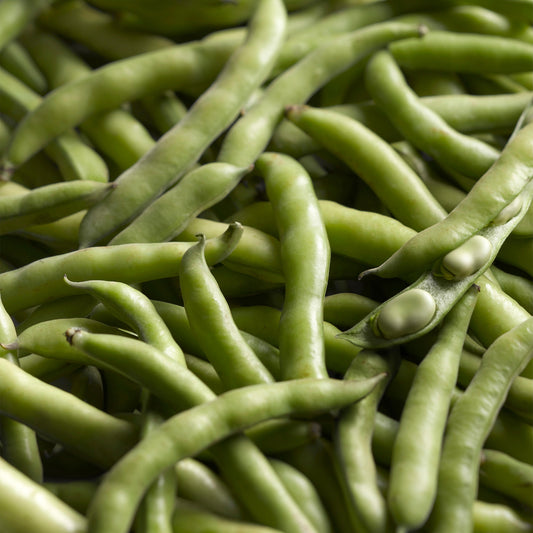 Broad Bean 'Masterpiece Green'