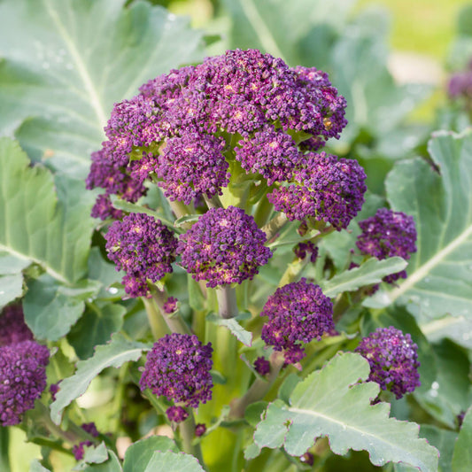 Broccoli 'Purple Sprouting'