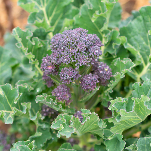 Broccoli Purple Sprouting 'Santee'