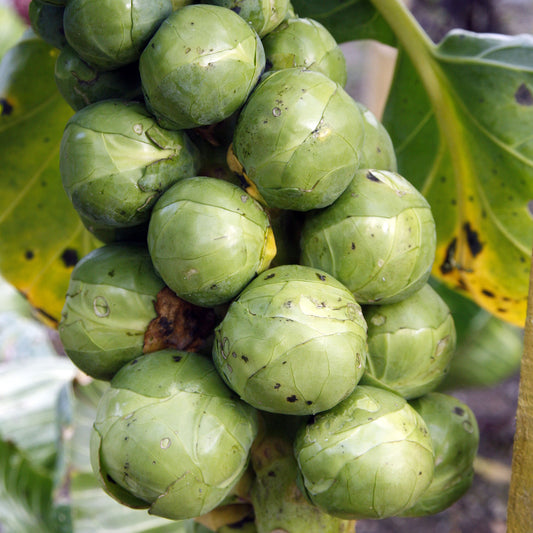 Brussels Sprout 'Maximus' F1