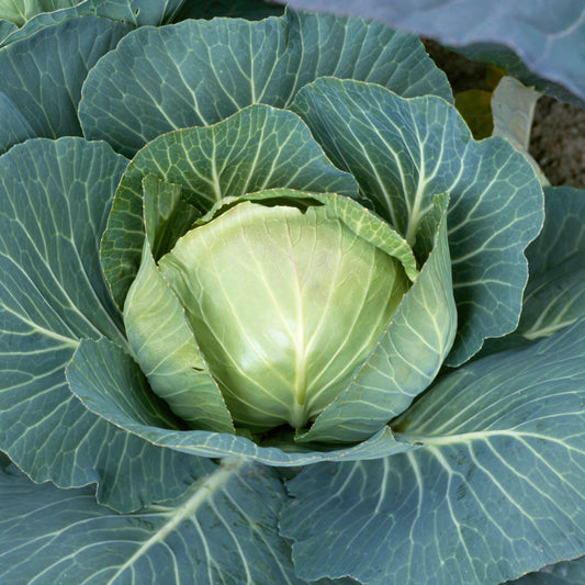 Cabbage 'Stonehead' F1