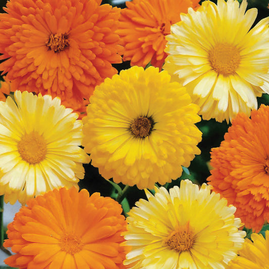 Calendula 'Art Shades' Mixed