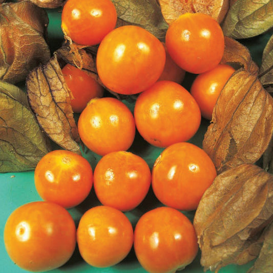 Cape 'Gooseberry'