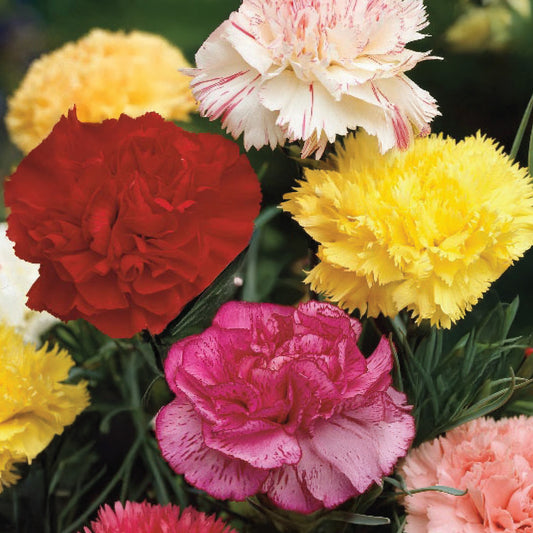 Carnation 'Giant Chabaud' Mixed