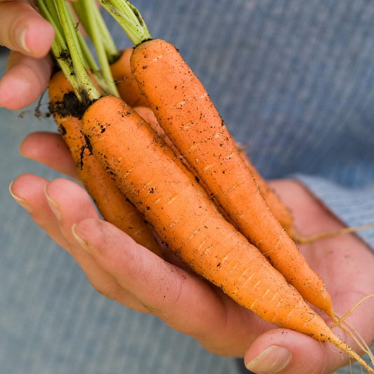 Carrot 'Flyaway' F1