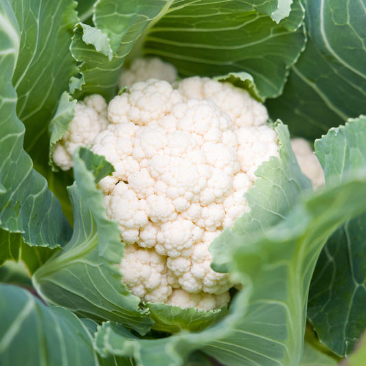 Cauliflower 'Aalsmeer'