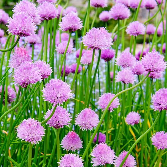 Chives