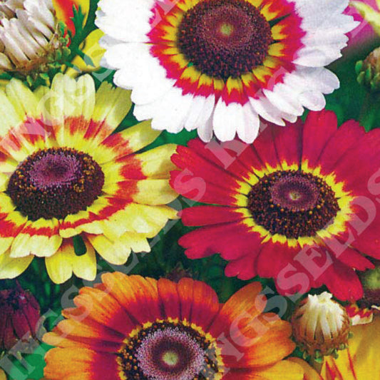 Chrysanthemum 'Rainbow'