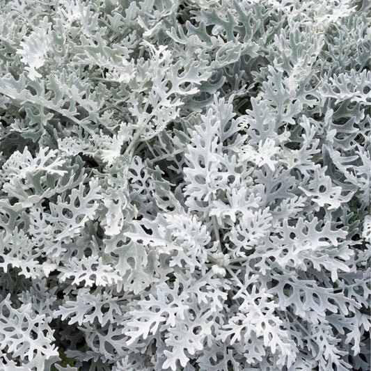 Cineraria Maritima 'Silver Dust'