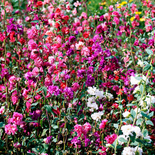 Clarkia 'Double Delight'