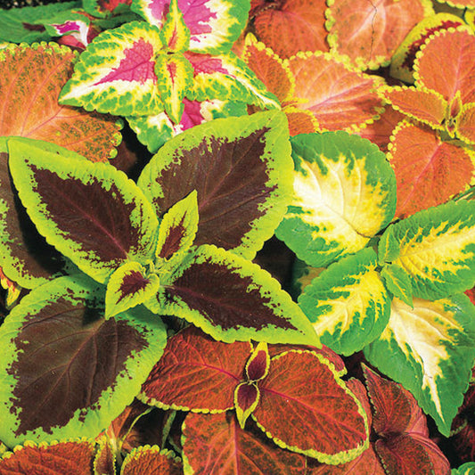 Coleus Top Crown