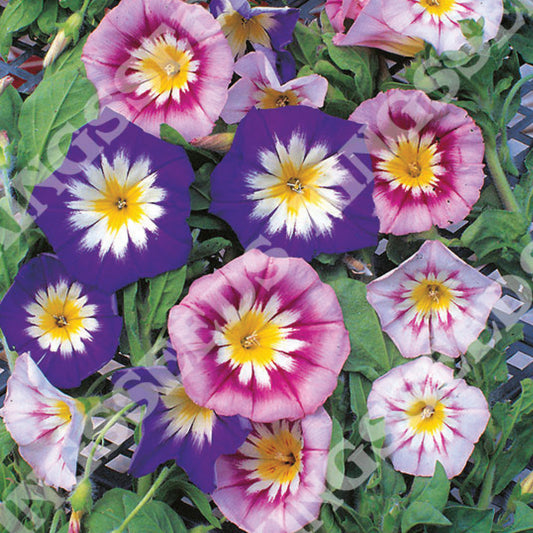 Convolvulus Tricolour