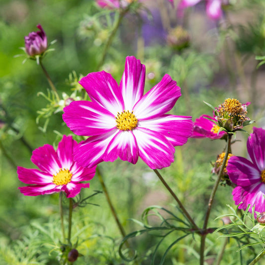 Cosmos 'Cosimo Red-White'