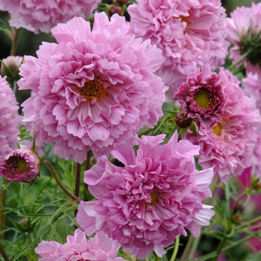 Cosmos 'Double Click Rose BonBon'