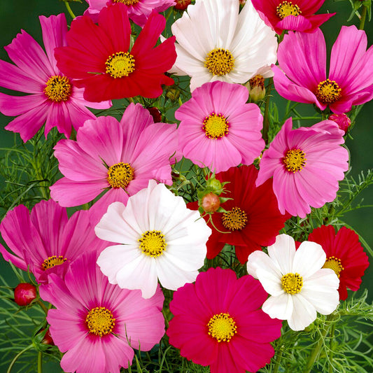 Cosmos 'Sensation' Mixed