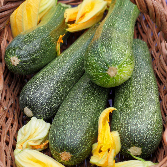 Courgette 'Defender' F1