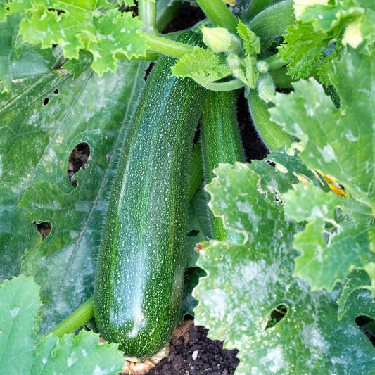 Courgette Nero Di Milano