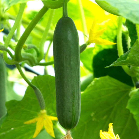 Cucumber 'La Diva'