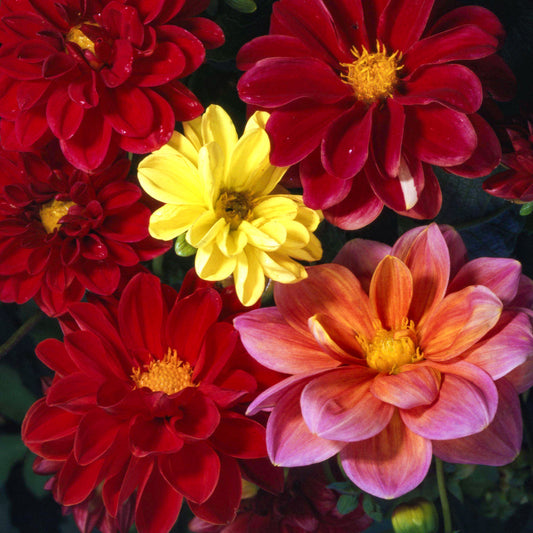 Dahlia 'Unwins Dwarf'