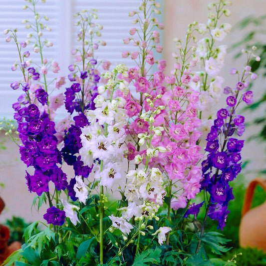 Delphinium 'Magic Fountains Mix'