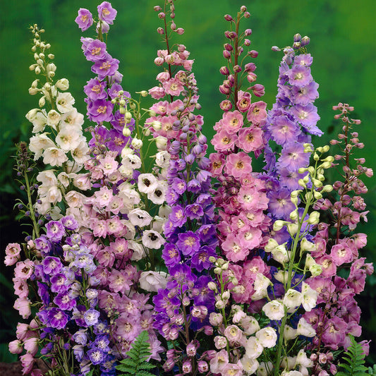 Delphinium 'Pacific Giants Mixed'