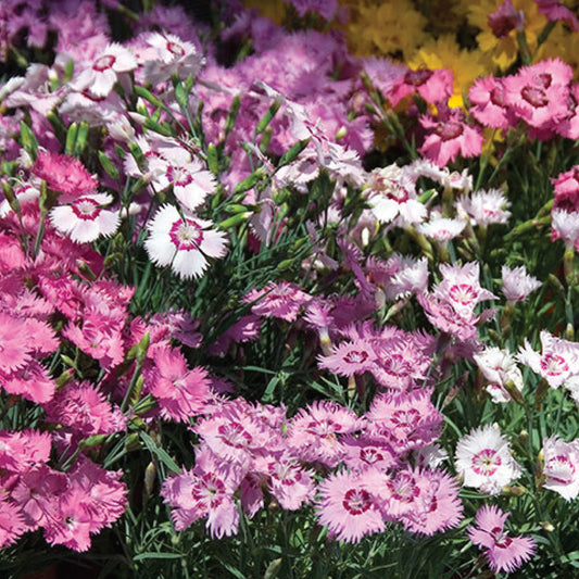 Dianthus 'Sweetness Mixed'