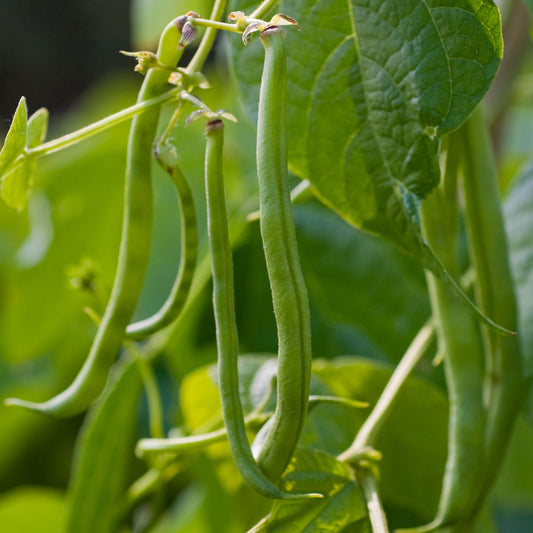 Climbing French Bean 'Cobra'