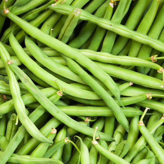 Dwarf French Bean 'Tendergreen'