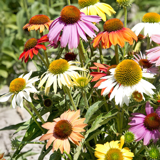 Echinacea 'Paradiso Dwarf' Mixed