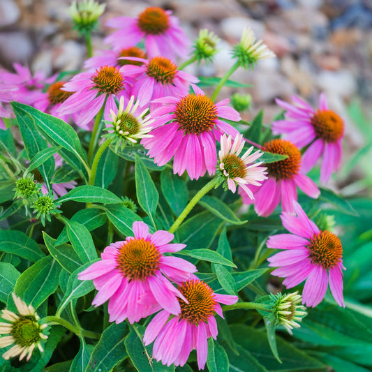 Echinacea Purple Coneflower