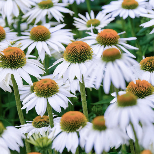 Echinacea White Swan Prima Donna