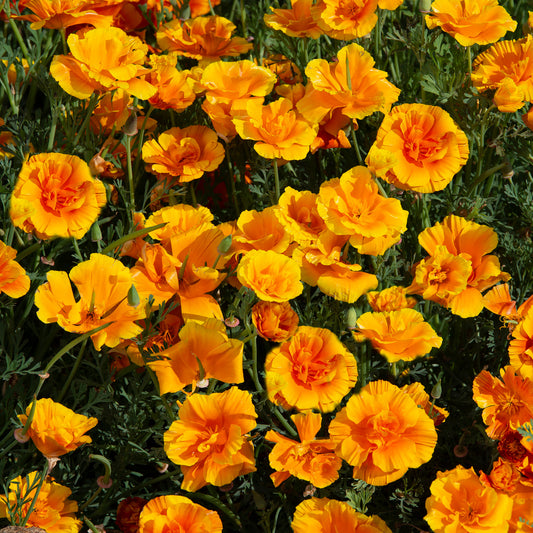 Eschscholzia 'Lady Marmalade'