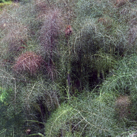 Bronze Fennel