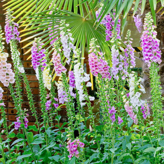 Foxglove 'Excelsior Mixed'