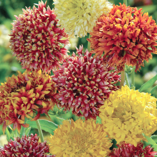 Gaillardia Double Mixed