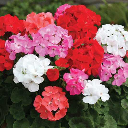 Geranium 'Cabaret' Mixed F2