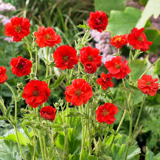 Geum 'Blazing Sunset'