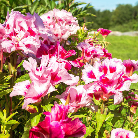 Godetia Azalea Flowered