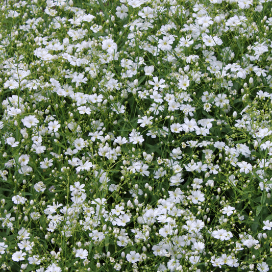 Gypsophila Covent Garden