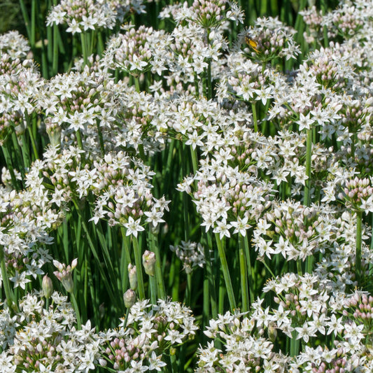 Garlic Chives