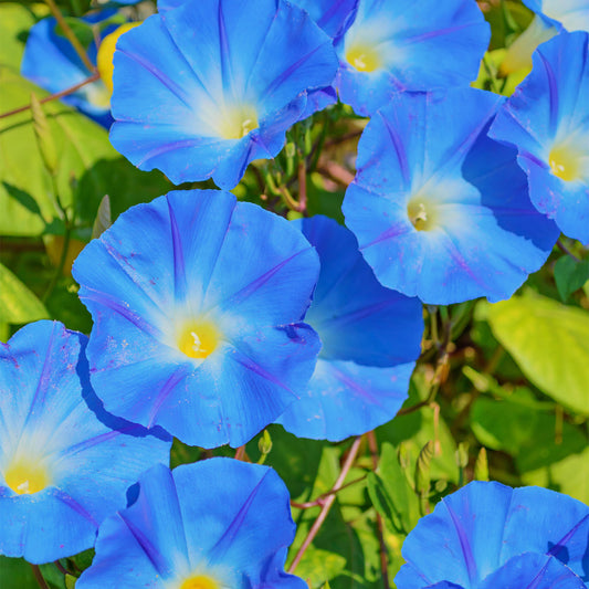 Ipomoea 'Heavenly Blue'