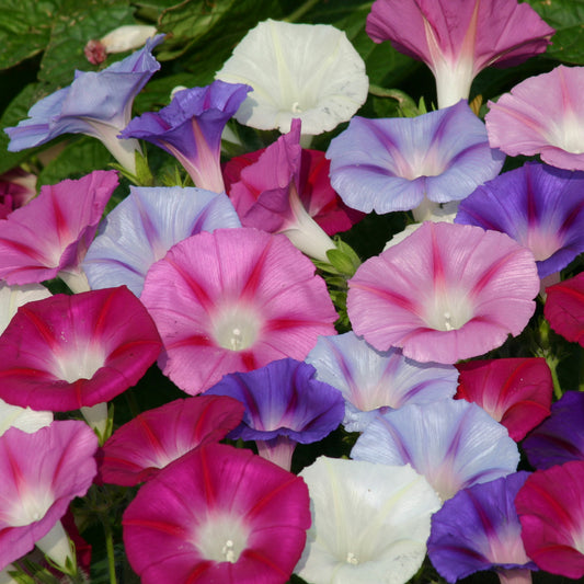 Ipomoea Purpurea Lazy Luxe Mixed