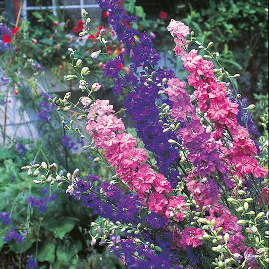 Larkspur Sublime Mixed