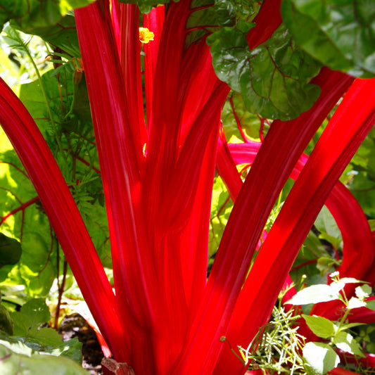 Leaf Beet 'Rhubarb Chard'