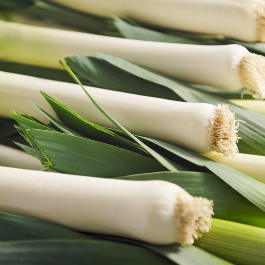 Leek 'Carentan'