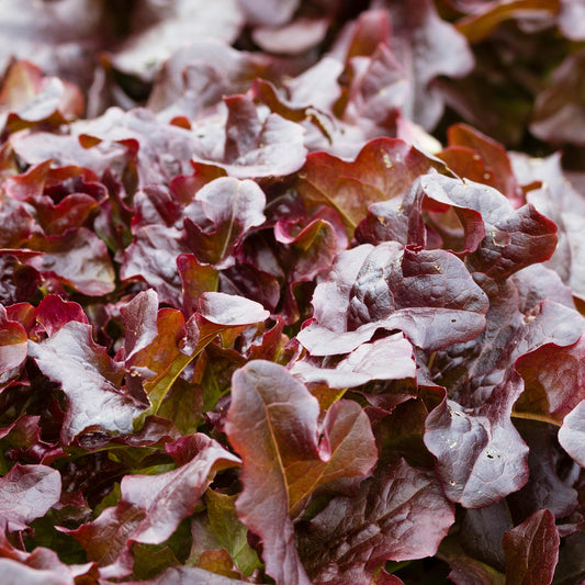 Lettuce 'Red Salad Bowl'