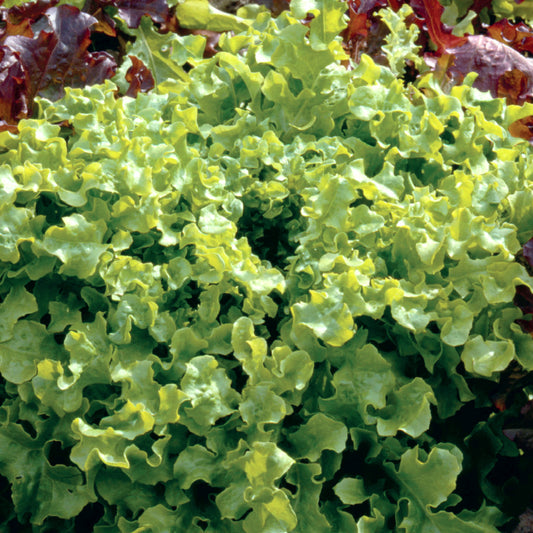 Lettuce 'Salad Bowl Green'