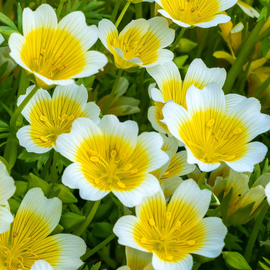 Limnanthes Douglasii